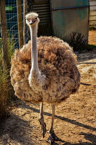 Struisvogel