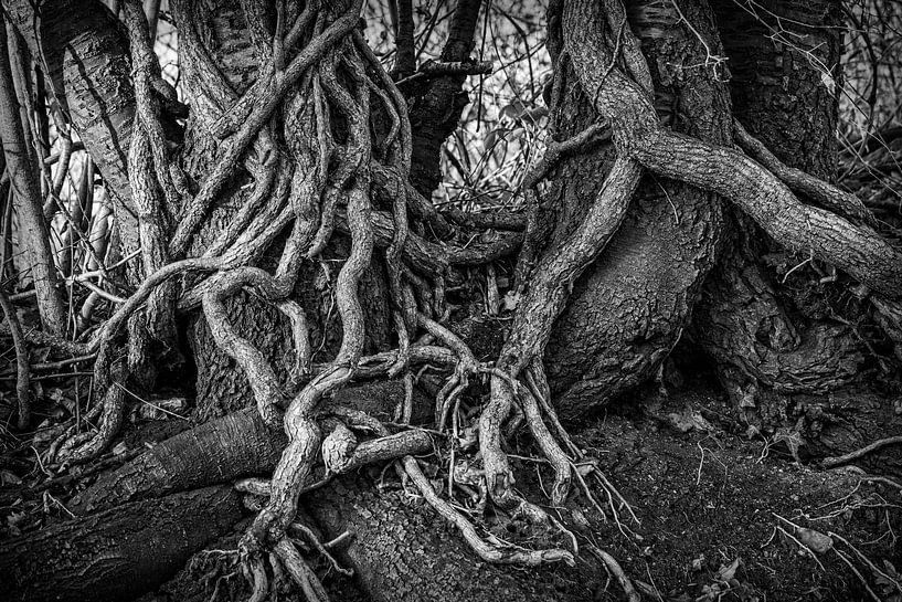 Klettern an Efeu und Baumwurzeln von Rob Boon