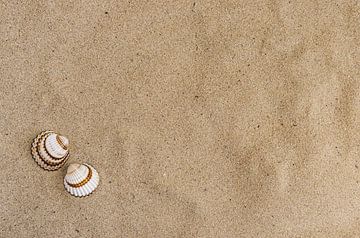 Seashells on sand beach background by Alex Winter