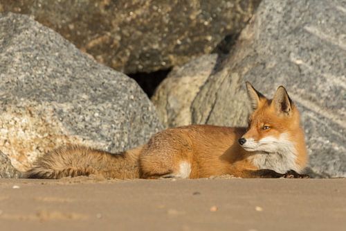 Fox