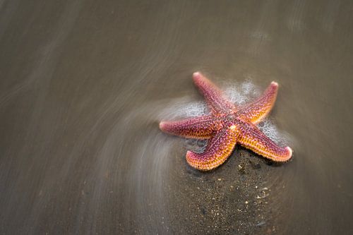 Starfish