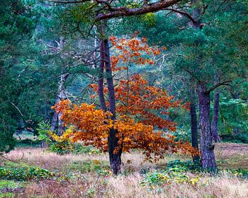 Orange leuchtender Herbstbaum