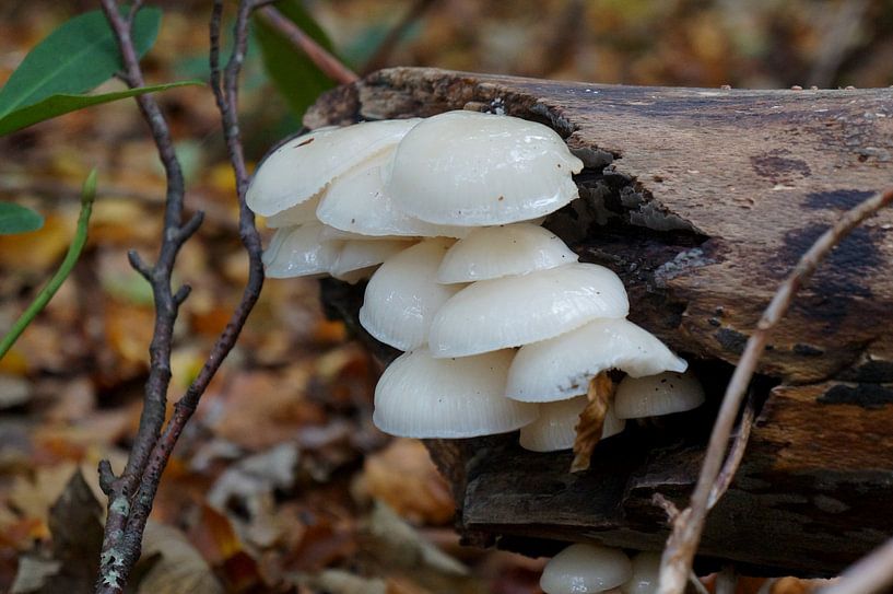 porcelain mushroom by Madeltijntje