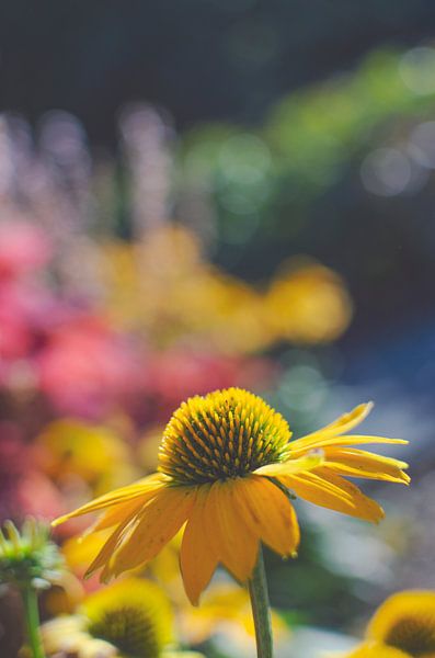 Gelbe Echinacea-Blume – Minimalistische Naturfotografie von Carolina Reina Photography