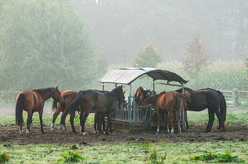 Paarden 