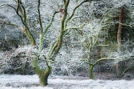 Frosting by Ellen Borggreve