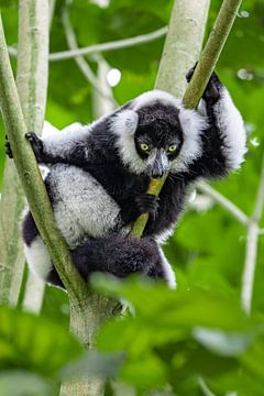 vari dans un arbre sur Cindy van der Sluijs