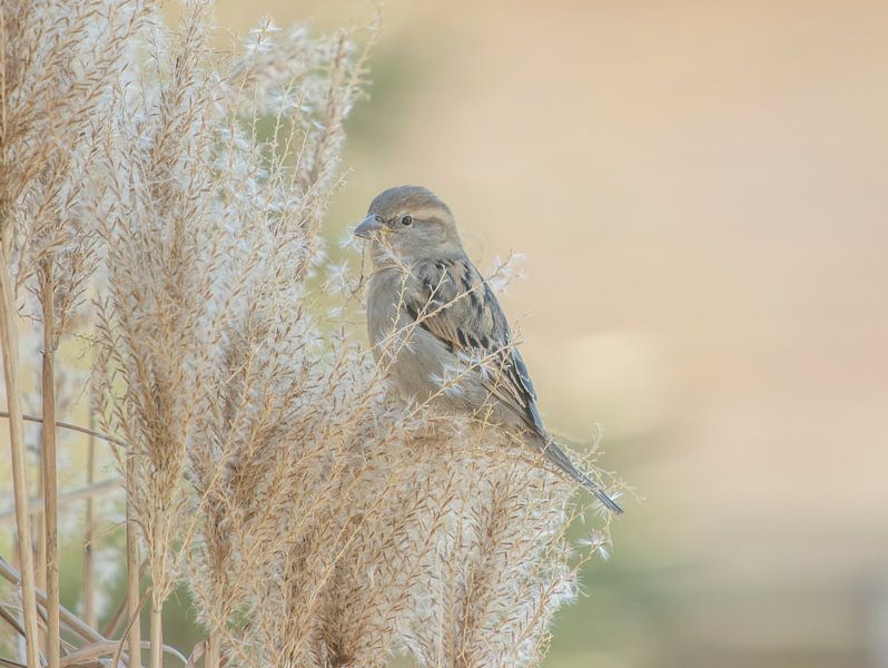 Moineau dans l'herbe par Connie de Graaf