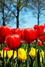 Tulip picking garden Drenthe by Henriette Tischler van Sleen