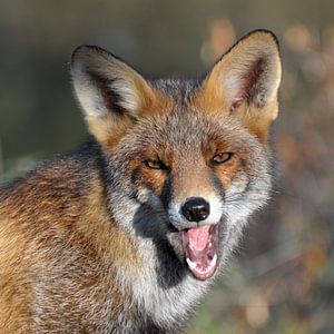 Gähnender Fuchs