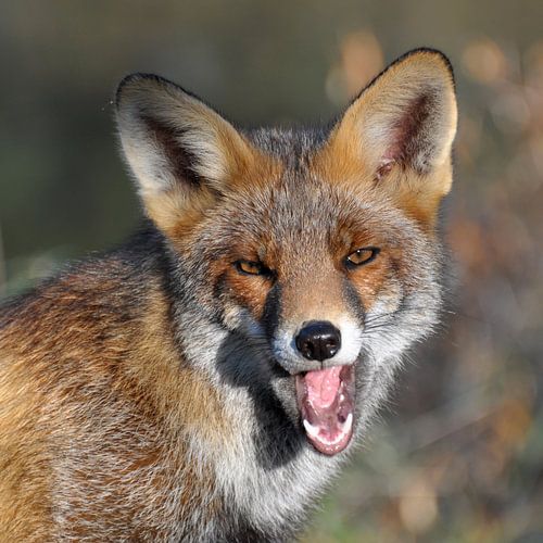 Gähnender Fuchs