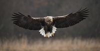 White-tailed Eagle! van Robert Kok thumbnail