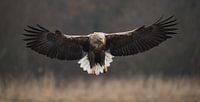 White-tailed Eagle!