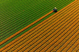 A tulip field seen from the air by Keesnan Dogger Fotografie