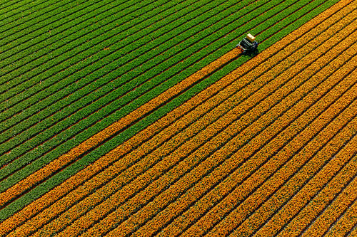 Champ de tulipes vu du ciel sur Keesnan Dogger Fotografie