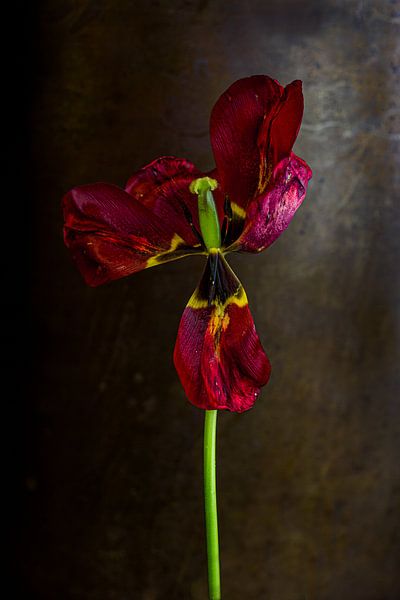 Vergangene Pracht einer Tulpe von Clazien Boot