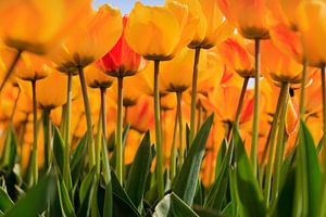 Tulipes sur gaps photography