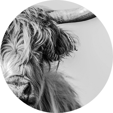 Portret van een Schotse Hooglander in zwart-wit