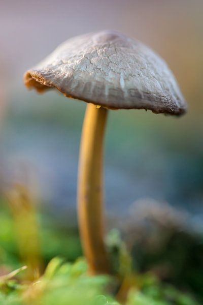 Champignon par Evelyne Renske