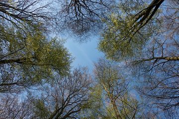 Baumkronen *Fagus sylvatica*, Blick in die Bäume von wunderbare Erde