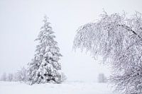 Arbres enneigés dans un monde silencieux
