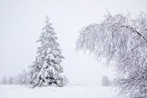 Schneebedeckte Bäume in einer stillen Welt
