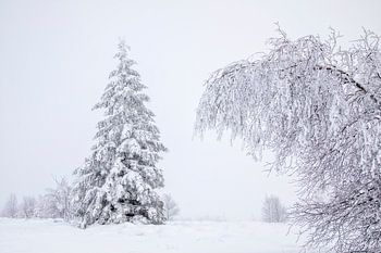 Snow-covered Trees in a Silent World