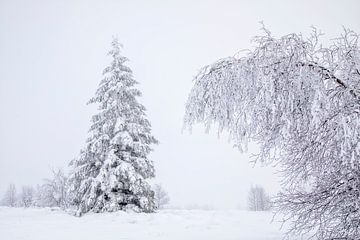 Sneeuwbedekte Bomen in een Stille Wereld van Cor de Bruijn Photography