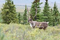 Caribou, renne par Menno Schaefer Aperçu