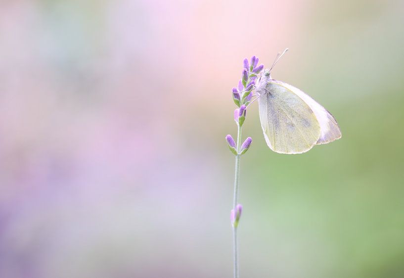 Cabbage white soft pastel colours by Milou Hinssen