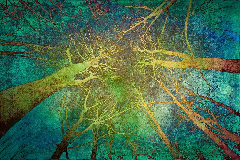 Spooky woods by Freddy Hoevers