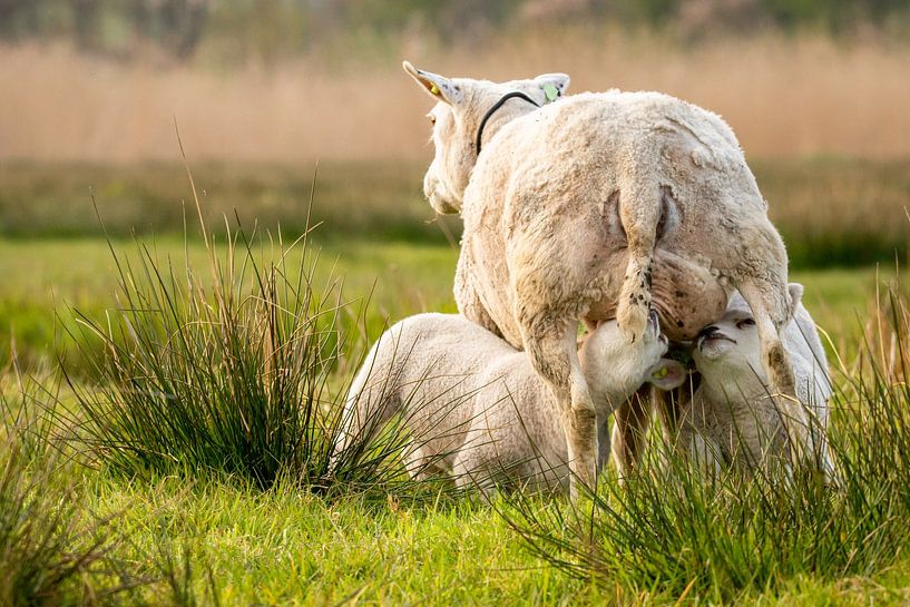 Lambs in the meadow by Shane van Hattum
