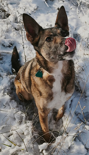 Süßer Hund im frischen Winterschnee