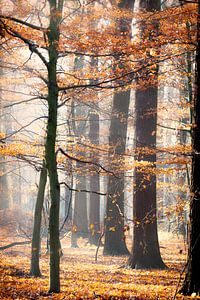 Herfst  von Ingrid Van Damme fotografie