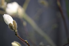 Bloem in bloei von Christian Traets