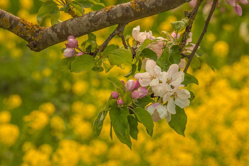 Blossom by Moetwil en van Dijk - Fotografie
