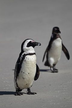Pingouins Jackass en Afrique du Sud sur Dirk Rüter