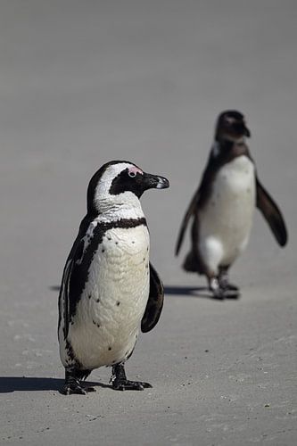 Brillenpinguine in Südafrika