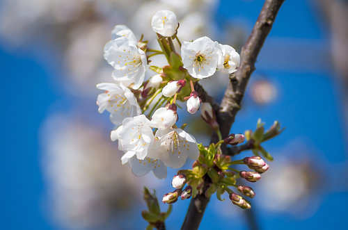 White Cherry Blossom Branch Under Clear Blue Sky