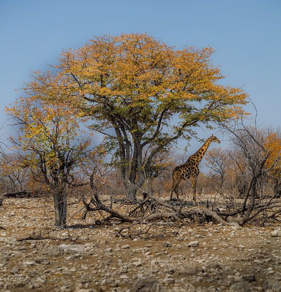Namibia: ein Land der Extreme und atemberaubender Schönheit. von Patrick Fotografeert