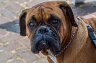 Boxer by Henk Hartzheim thumbnail