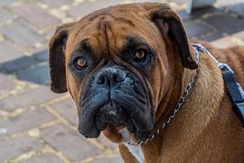 Boxer van Henk Hartzheim