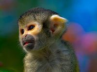 Mini monkey