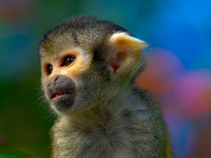 Mini monkey van Henk Schmitz