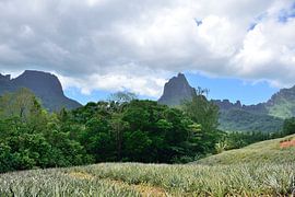 Ananas überall auf der Welt von Frank's Awesome Travels