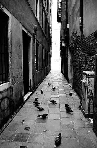 De stilte van de vleugels