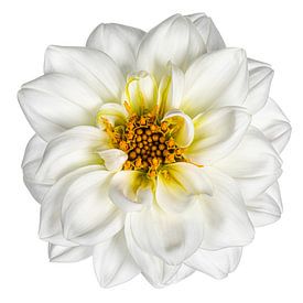 Dahlia sur Nynke van Holten