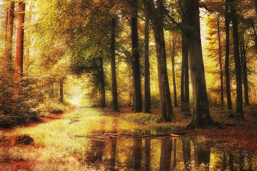 A reflection by Elly Besselink