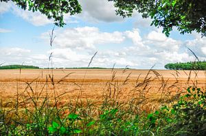 Graanveld