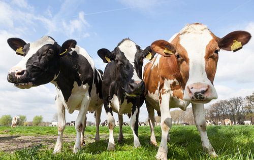 Nahaufnahme von schwarz und rot gefleckten Kühen auf einer Wiese